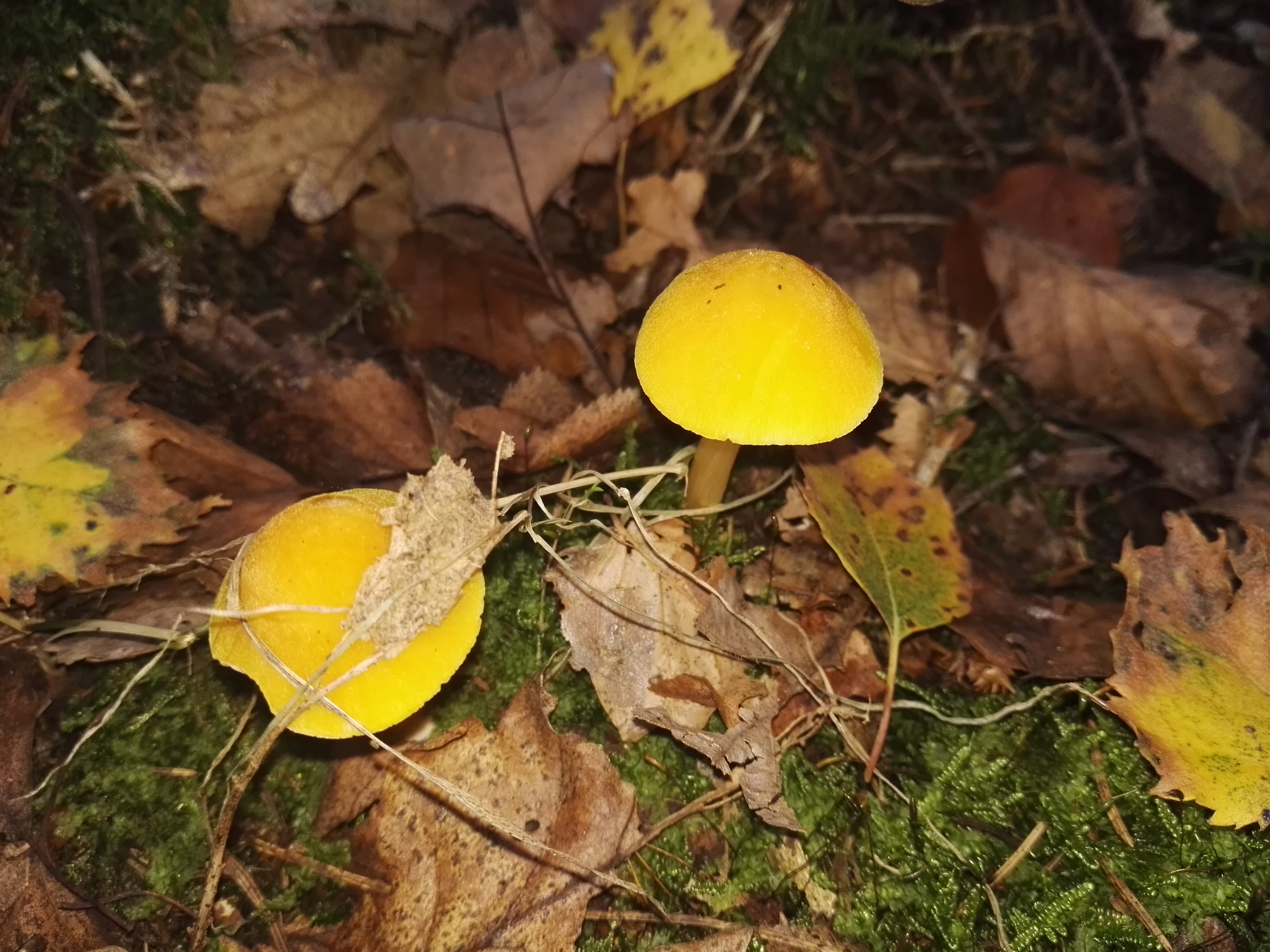 Löwengelber Dachpilz